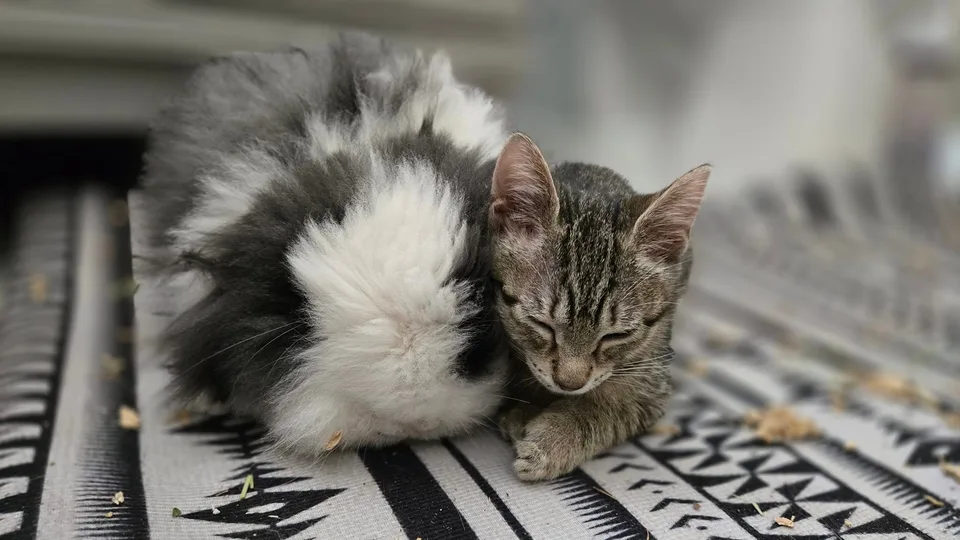 A tabby kitten resting beside a black and white cat.