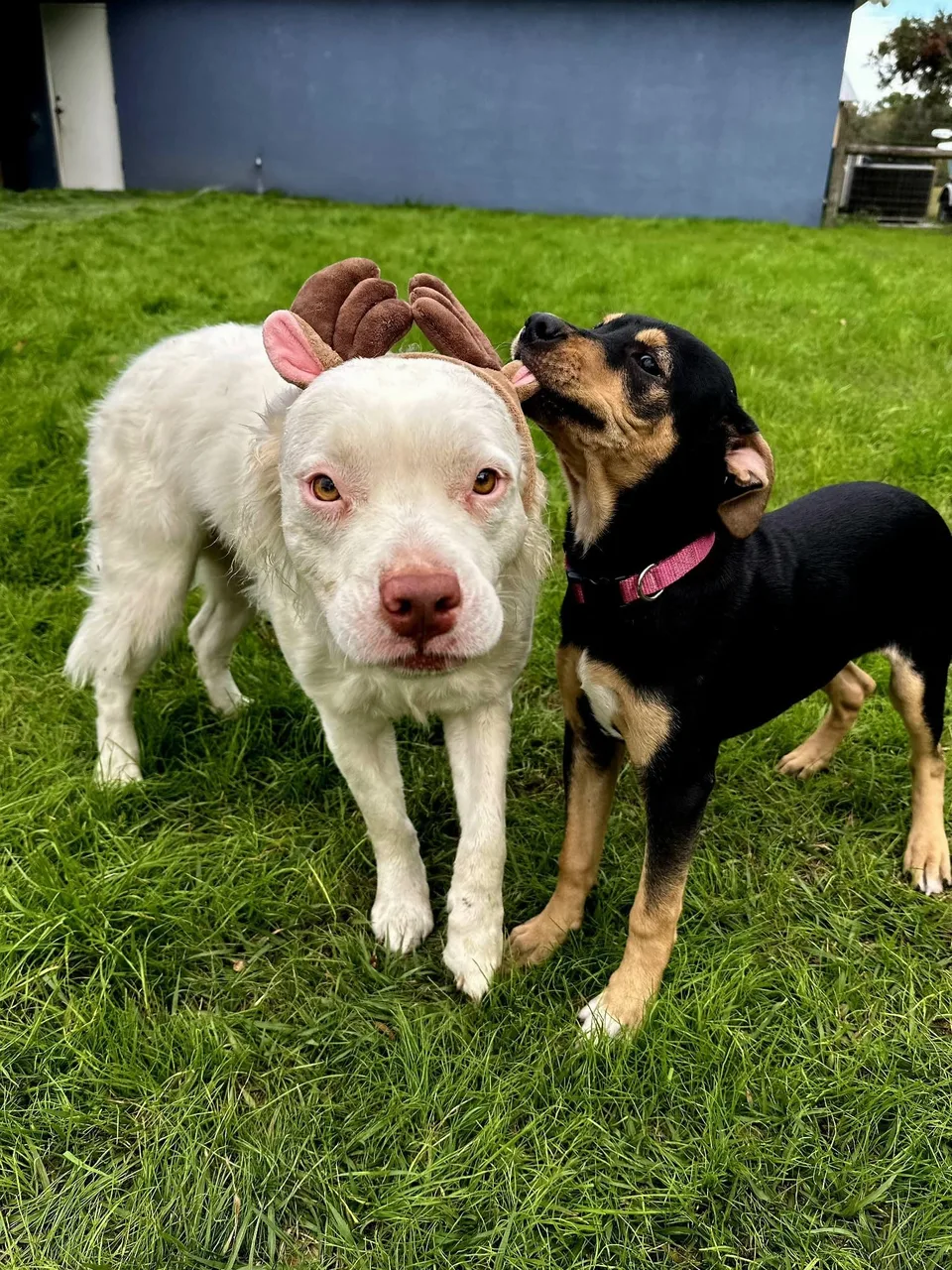 Two dogs standing close together in a grassy yard.