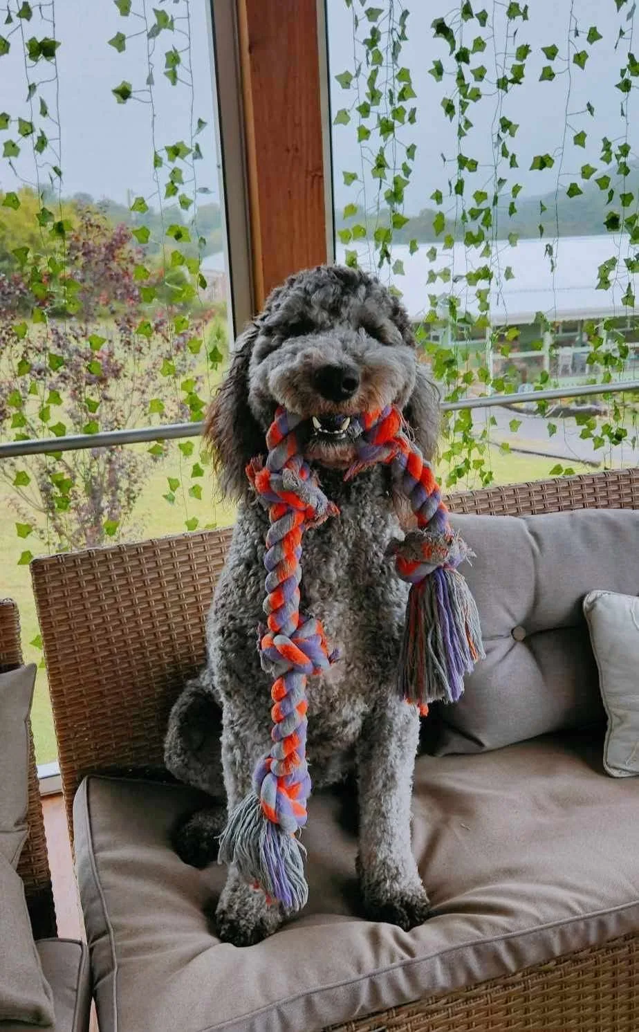 A curly-haired dog wearing a colorful garland on a porch.