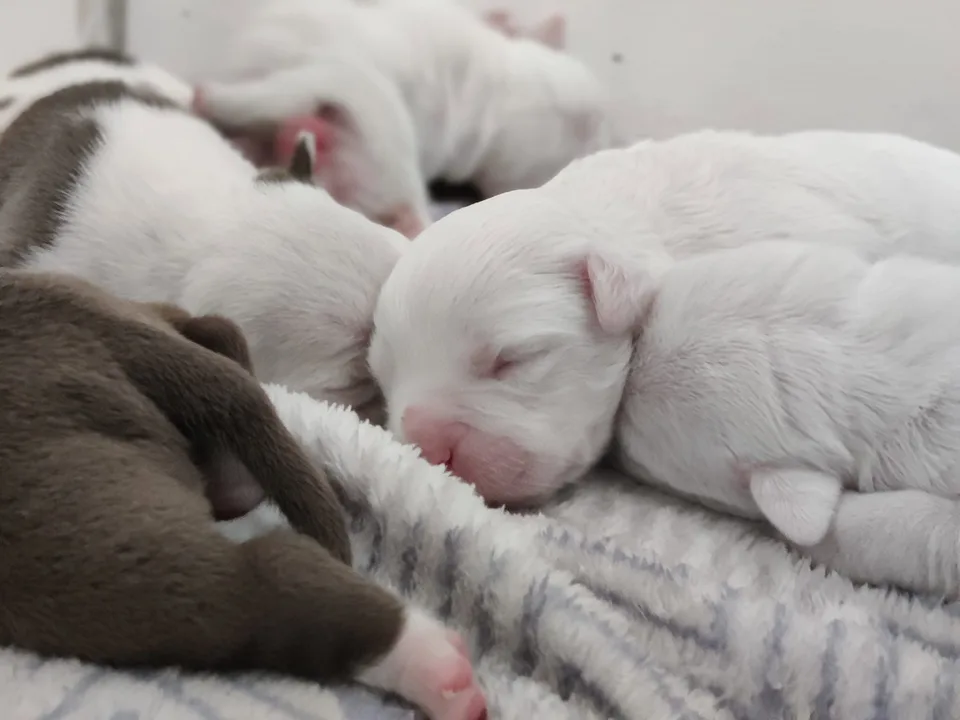 Newborn puppies curled up together on a blanket.